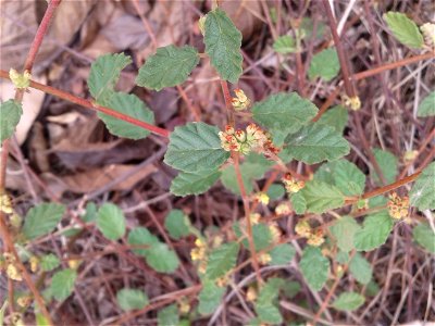 Botanical name - Waltheria indica Common names - Sleepy Morning; Marsh Mallow; Buf Coat; Velvet leaf; Monkey bush . Nativity - Trop. America . Tamil name – SENGKALIPPUNTU ‘red protruding shrub’. Tel photo