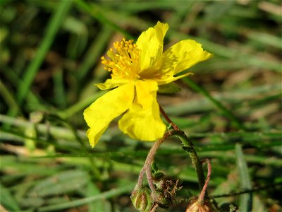 Gelbes Sonnenröschen (Helianthemum nummularium) an den Oftersheimer Dünen photo