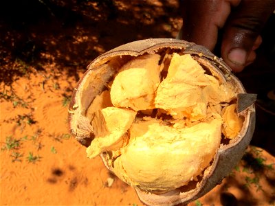 Interno del frutto del baobad Adansonia rubrostipa photo