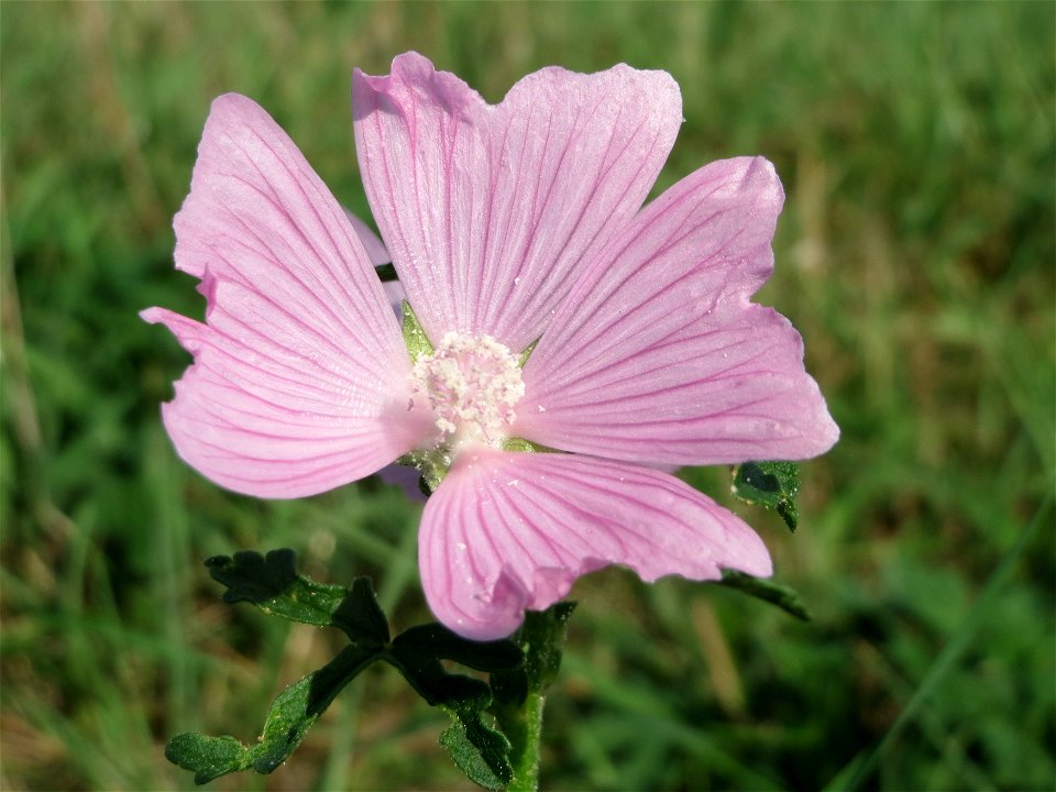 Rosen-Malve (Malva alcea) im Hockenheimer Rheinbogen