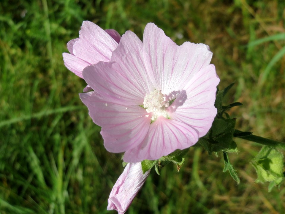 Rosen-Malve (Malva alcea) bei Reilingen