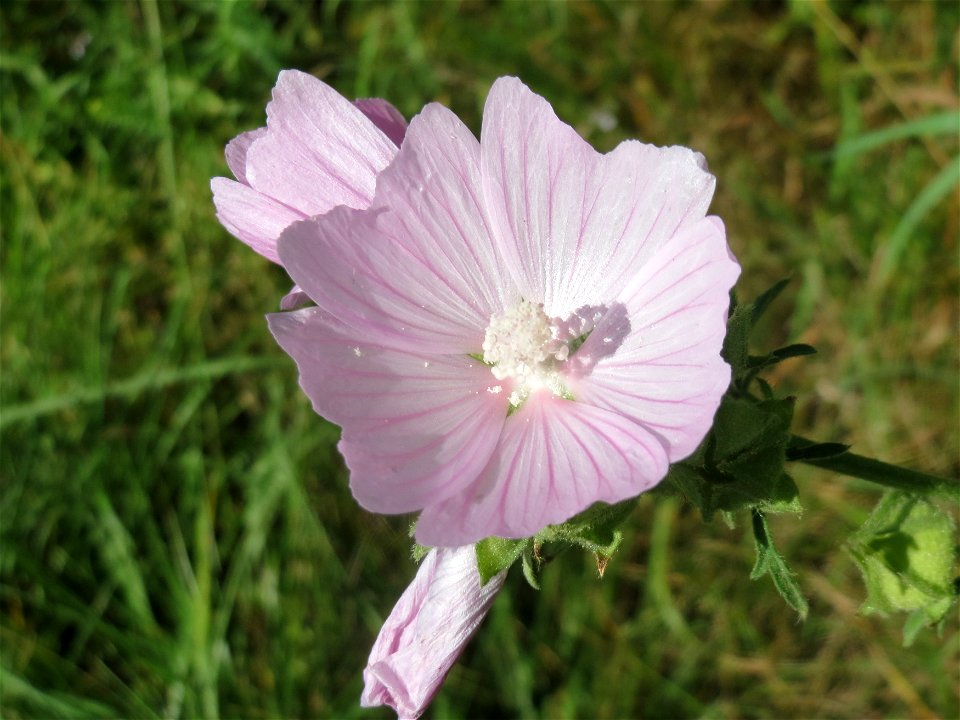 Rosen-Malve (Malva alcea) bei Reilingen photo