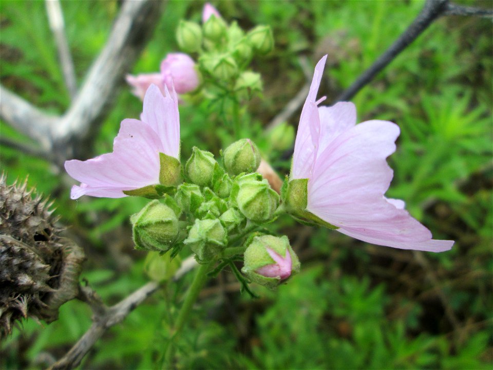 Rosen-Malve (Malva alcea) auf einem Sandplatz in Hockenheim photo