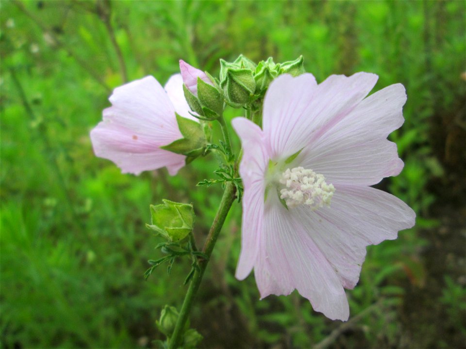 Rosen-Malve (Malva alcea) auf einem Sandplatz in Hockenheim photo