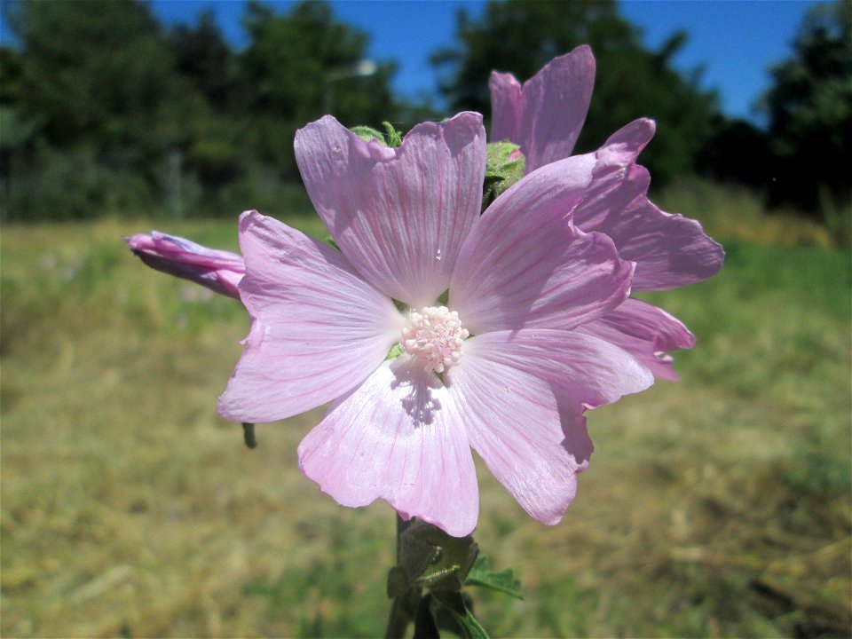 Rosen-Malve (Malva alcea) im Landschaftsschutzgebiet „Hockenheimer Rheinbogen“
