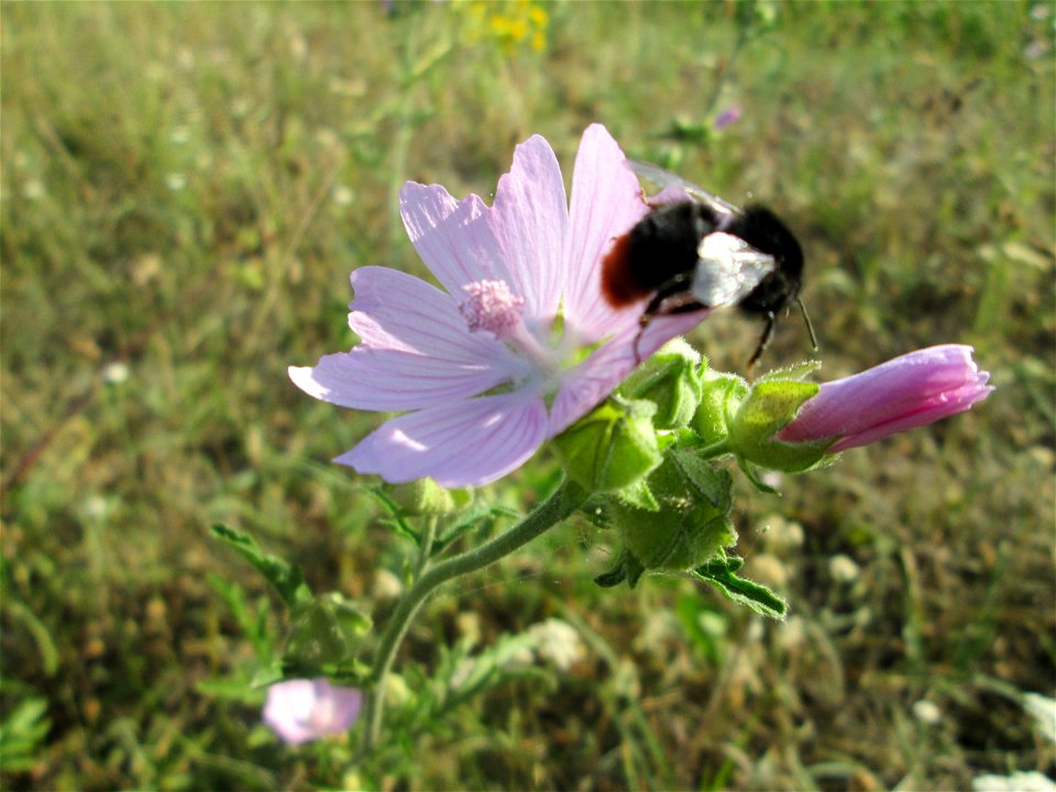 Rosen-Malve (Malva alcea) im Landschaftsschutzgebiet „Hockenheimer Rheinbogen“