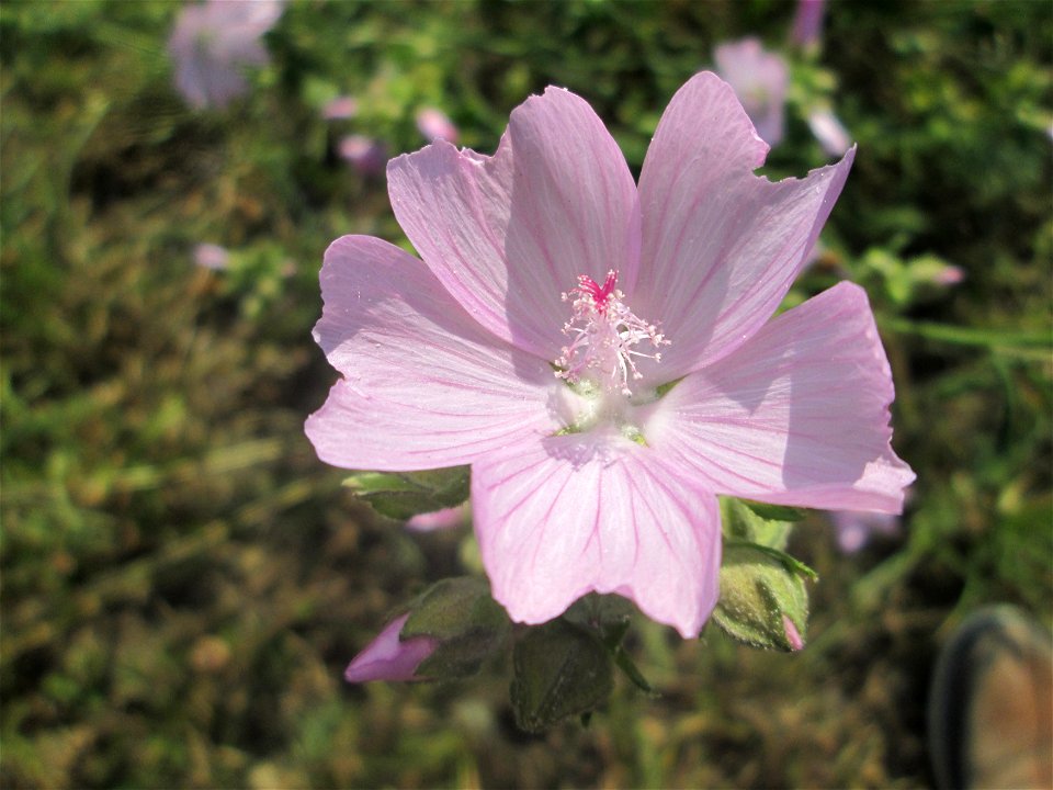 Rosen-Malve (Malva alcea) im Landschaftsschutzgebiet „Hockenheimer Rheinbogen“ photo