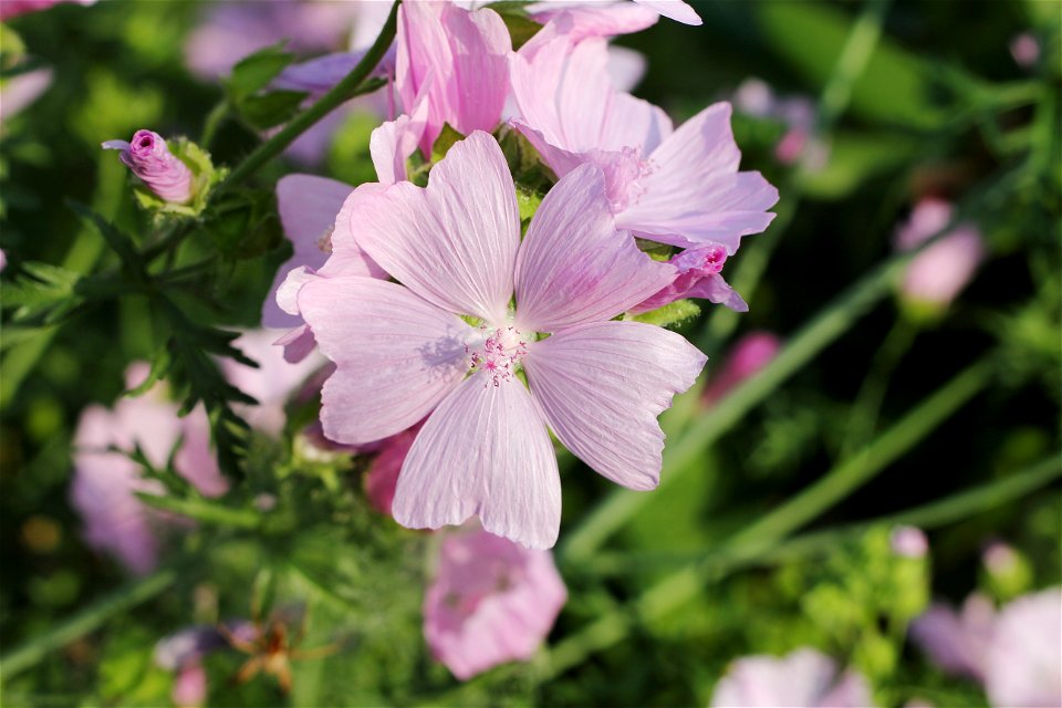 Bloom of the Rose-Mallow