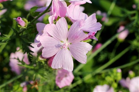 Bloom of the Rose-Mallow photo