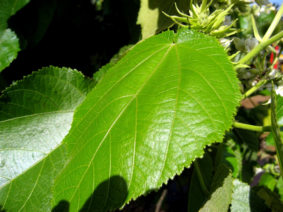 Leaf of (Entelea arborescens), Auckland, New Zealand. photo