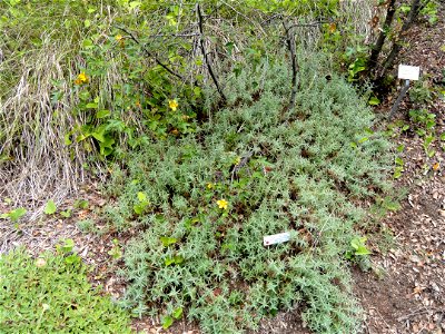 Fremontodendron californicum ssp. decumbens specimen in the University of California Botanical Garden, Berkeley, California, USA. photo