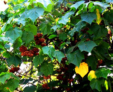 Branches with fruits of tree dombeya wallichii in the Madeira Botanical Garden in the city Funchal, Madeira