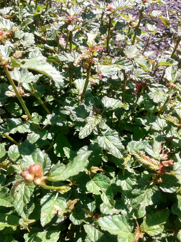 Botanical name - Melochia corchorifolia Common name – Chocolate weed According to researches ,Leaves have Triterpenes , Flavonol Glycosides etc.,Leaves are consumed as a potherb; Dried leaves are photo