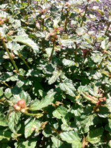 Botanical name - Melochia corchorifolia 
Common name – Chocolate weed

According to researches ,Leaves have Triterpenes , Flavonol 
Glycosides  etc.,Leaves are consumed as a potherb; Dried leaves 
are
