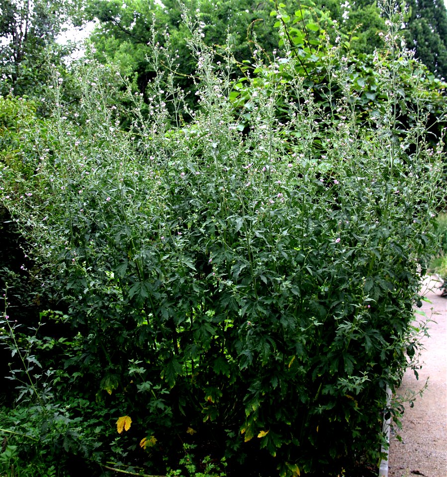 Plant Althaea cannabina or Palm-leaf Marshmallow, whole plants from the Botanical Gardens of Charles University, Prague, Czech Republic