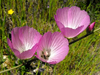 — although it also looks like Sidalcea neomexicana. Photo taken in Sycamore Canyon, San Diego, California. photo