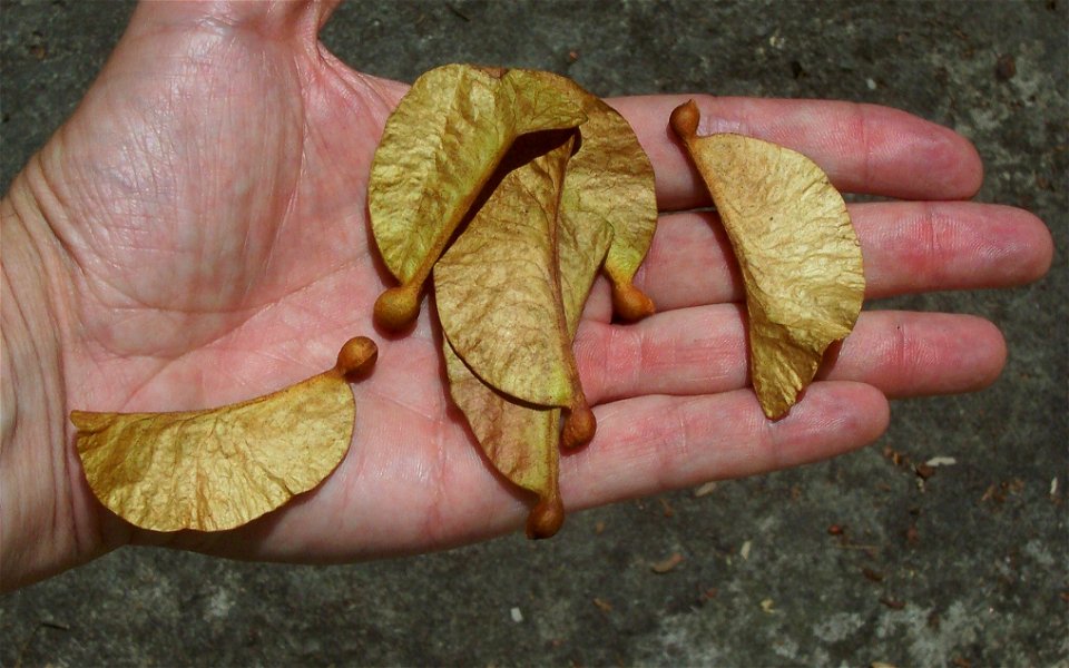 White Booyong Argyrodendron trifoliolatum seeds: Penshurst Street Chatswood, hand of Peter Woodard photo