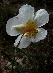 Helianthemum appenninum var pilosum flower, Castelltallat, Catalonia photo