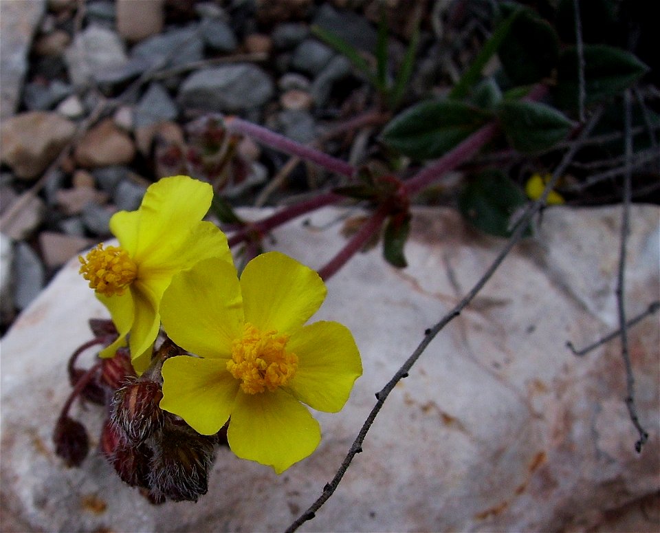 Helianthemum oelandicum ssp italicum in the wild, Castelltallat, Catalonia photo