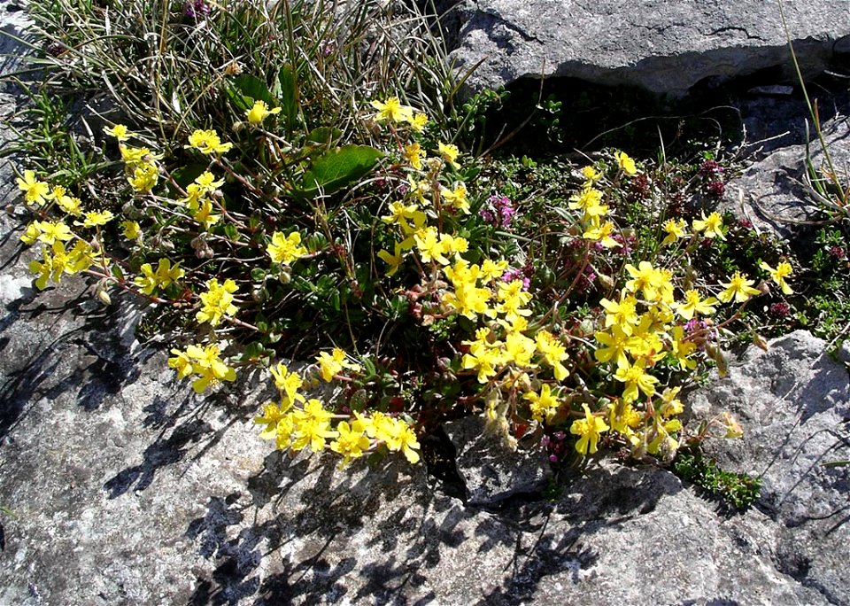 Hoary rockrose plant