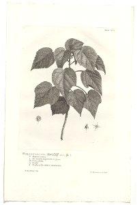 IdentificatieTitel(s): Heliocarpus americanusHeliocarpos. Hort. Cliff. 211. sp. 1 (titel op object)Objecttype: prent boekillustratie Objectnummer: RP-P-OB-61.489Catalogusreferentie: Wurzbach 7Omschrij photo