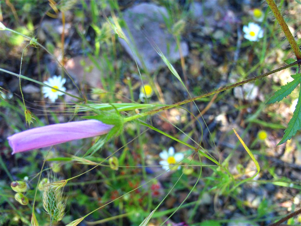 Malva tournefortiana blossom, Dehesa Boyal de Puertollano, Spain