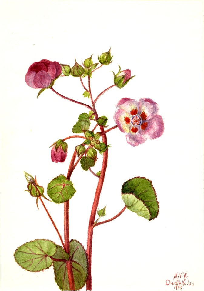 Eremalche rotundifolia photo