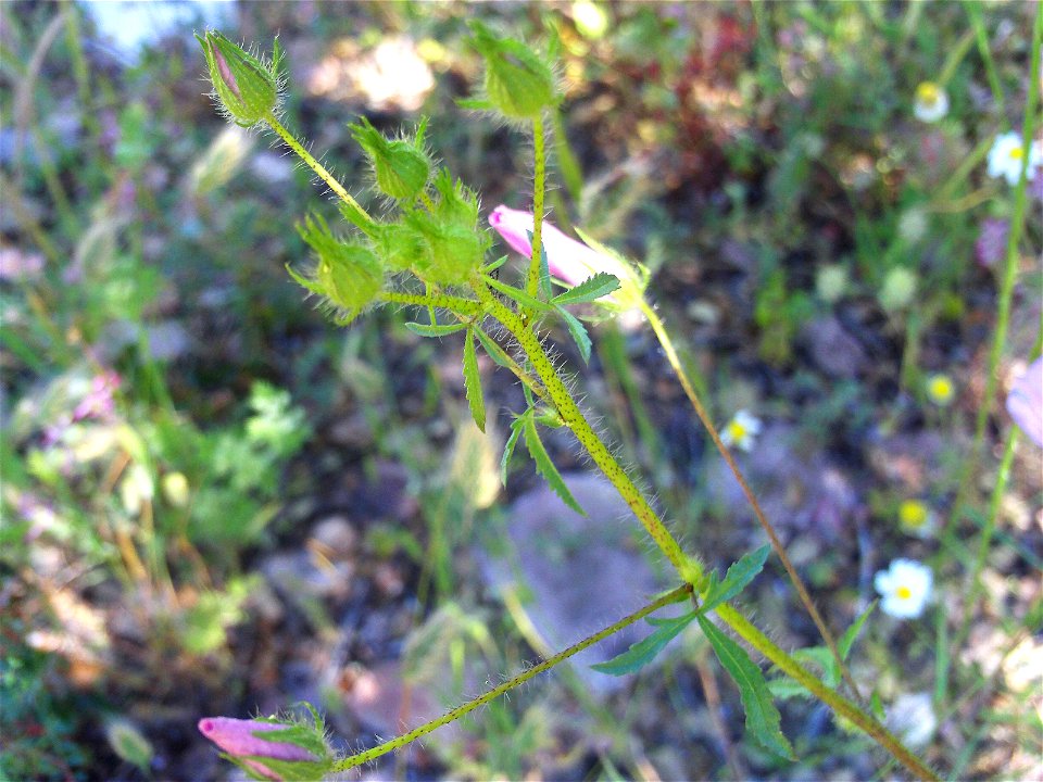 Malva tournefortiana apex stem, Dehesa Boyal de Puertollano, Spain