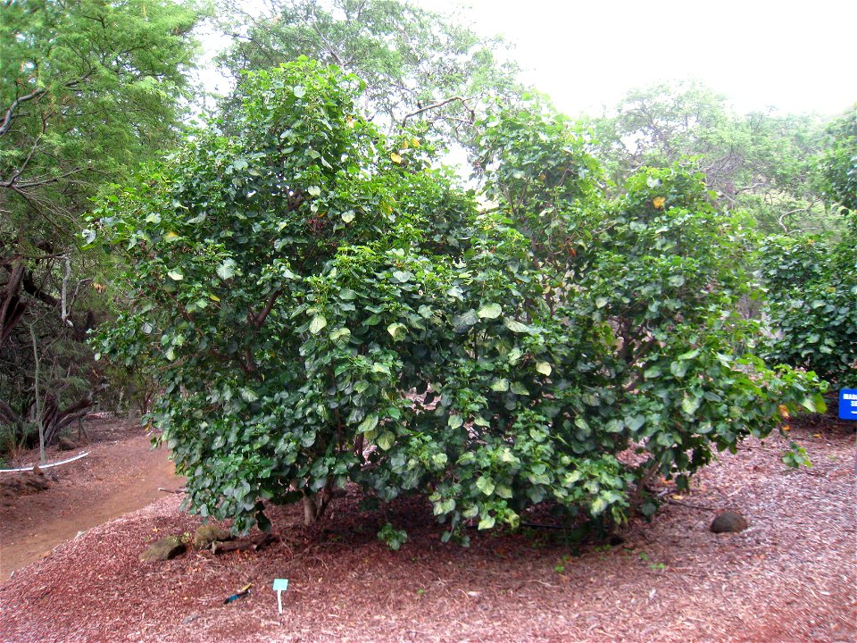 Lebronnecia kokioides in the Koko Crater Botanical Garden, Honolulu, Hawaii, USA.