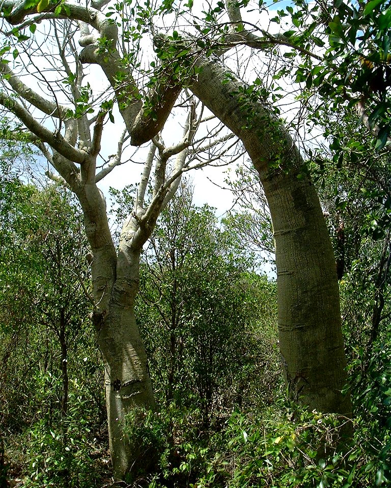 Hildegardia cubensis1