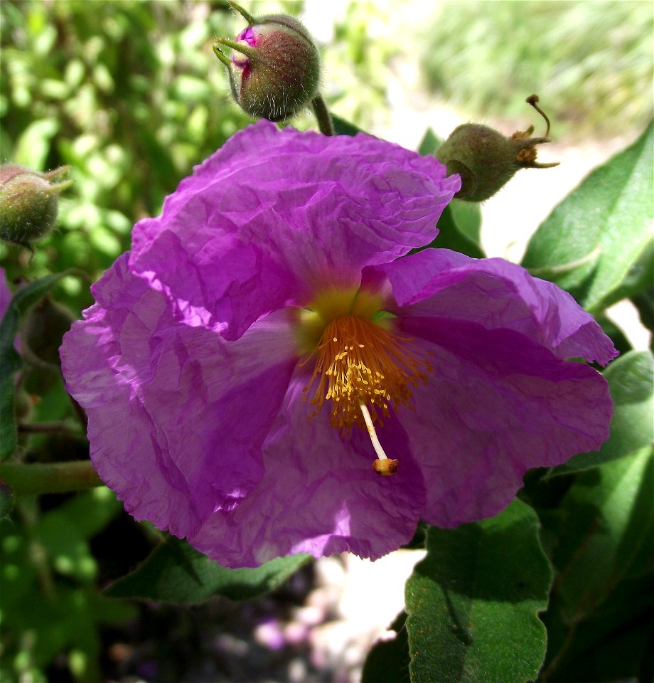 Cistus symphytifolius in the UC Botanical Garden, Berkeley, California, USA. Identified by sign.
