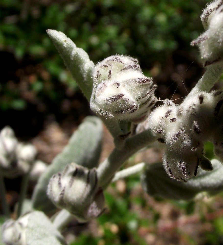 Malacothamnus jonesii at the UC Botanical Garden, Berkeley, California, USA. Identified by sign.