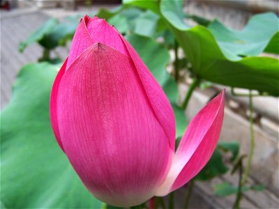 Image title: Lotus flower red Image from Public domain images website, http://www.public-domain-image.com/full-image/flora-plants-public-domain-images-pictures/flowers-public-domain-images-pictures/wa photo