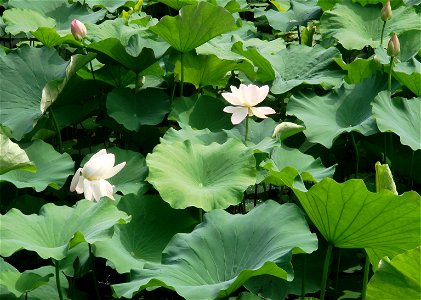 Lotus （Nelumbo nucifera）in Humble Administrator's Garden， Suzhou ,China. photo