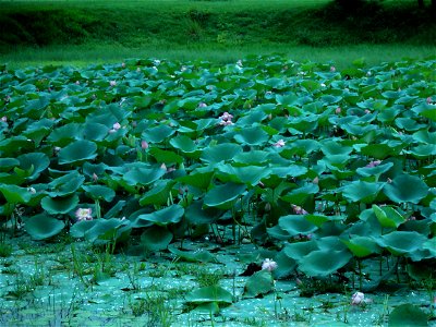 A pond with lotuses in Polonnoruva, Sri Lanka