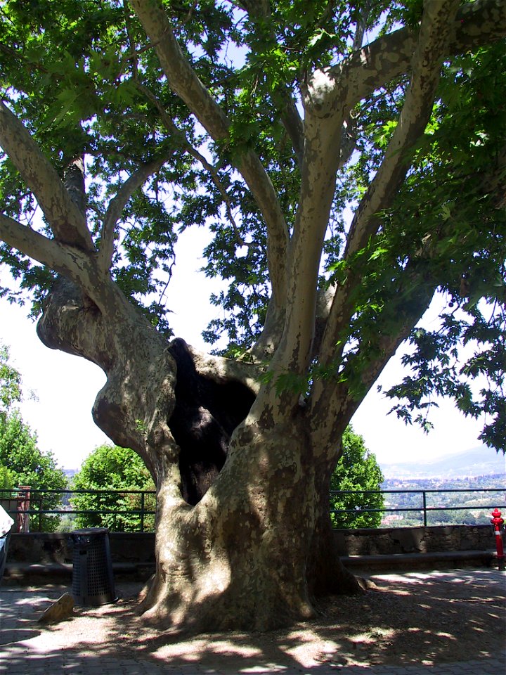 Platanus, commune of Pozzuolatico (FI), Italy
