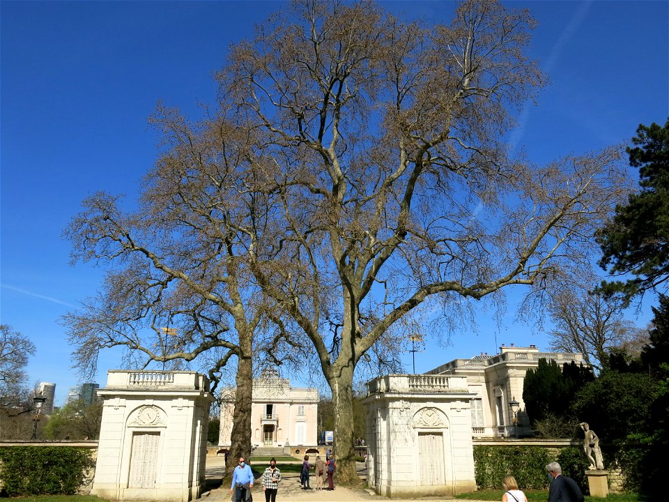 Plane trees of the château de Bagatelle (Bois de Boulogne, France).