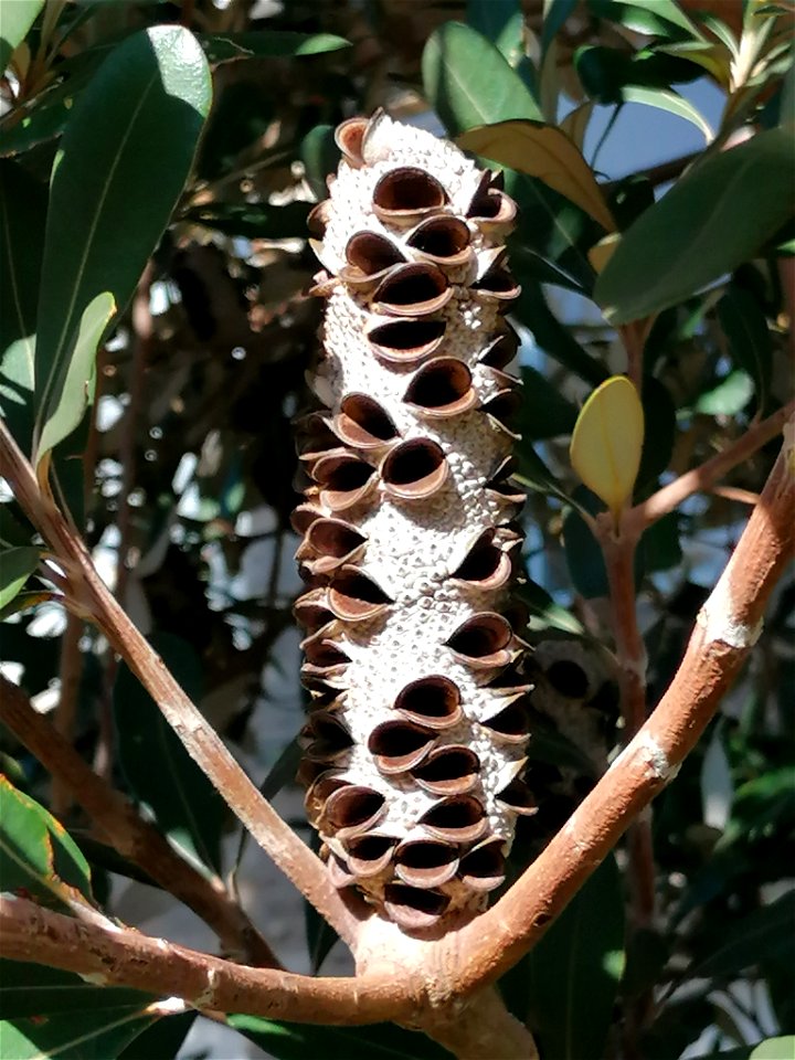 Coastal Banksia (Banksia integrifolia)