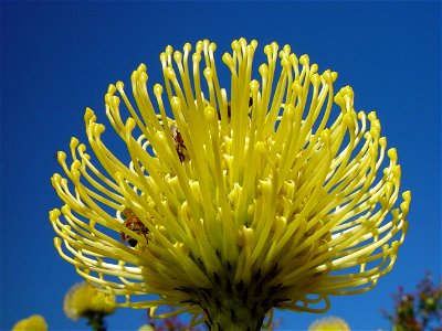 Image title: Flower golden banksia protea Image from Public domain images website, http://www.public-domain-image.com/full-image/flora-plants-public-domain-images-pictures/flowers-public-domain-images photo
