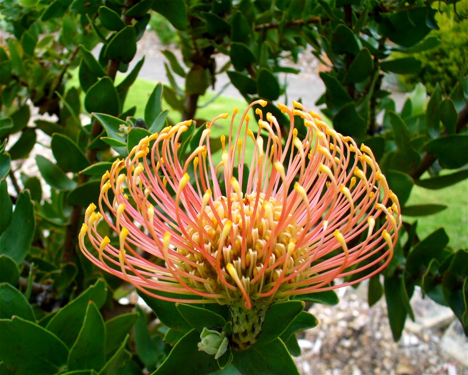 Leucospermum cordifolium flower