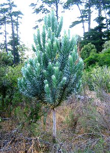 A young Silvertree growing in Newlands Forest on land recently cleared of invasive Pine plantations. photo