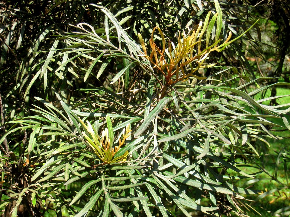 Grevillea banksii in the Jardim Botânico de São Paulo, São Paulo City, SP, Brazil.