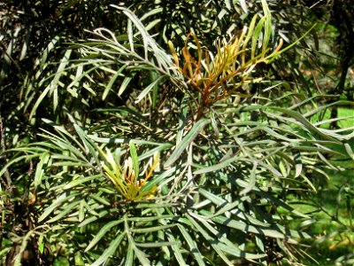 Grevillea banksii in the Jardim Botânico de São Paulo, São Paulo City, SP, Brazil.