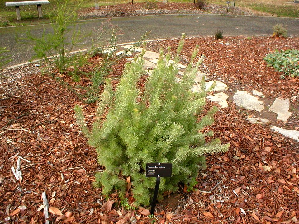 Adenanthos sericeus at the Sacramento State University Arboretum, Sacramento, California, USA, Feb. 1, 2008