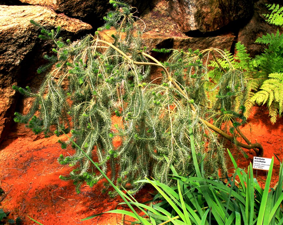 Australian bush Banksia ericifolia in Botanical Garden Liberec, Czech Republic