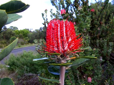 Banksia coccinea