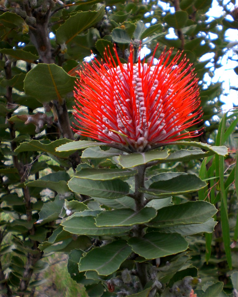 A snapshot of Banksia coccinea, taken near the Middleton Beach golf course, Albany, Western Australia. It was windy, the camera was rubbish, and I was rushing off. The habitat is relatively undisturbe
