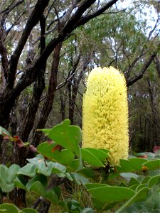 An example of the plant species Banksia grandis near Torndirrup National Park.