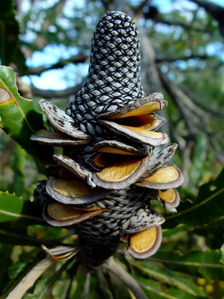 Image title: Dried banksia flower spike (Banksia menziesii)
Image from Public domain images website, http://www.public-domain-image.com/full-image/flora-plants-public-domain-images-pictures/flowers-pu