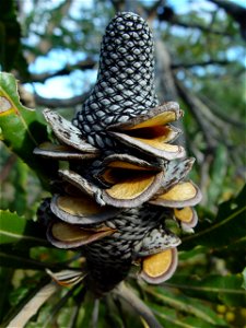 Image title: Dried banksia flower spike (Banksia menziesii)
Image from Public domain images website, http://www.public-domain-image.com/full-image/flora-plants-public-domain-images-pictures/flowers-pu